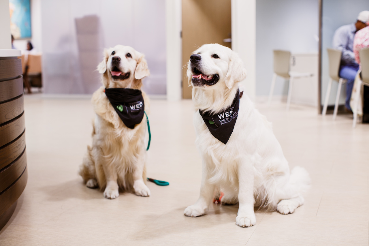 Boss, left, and Keys, wait for their next assignment at West Cancer Center. Boss, left, and Keys, wait for their next assignment at West Cancer Center.