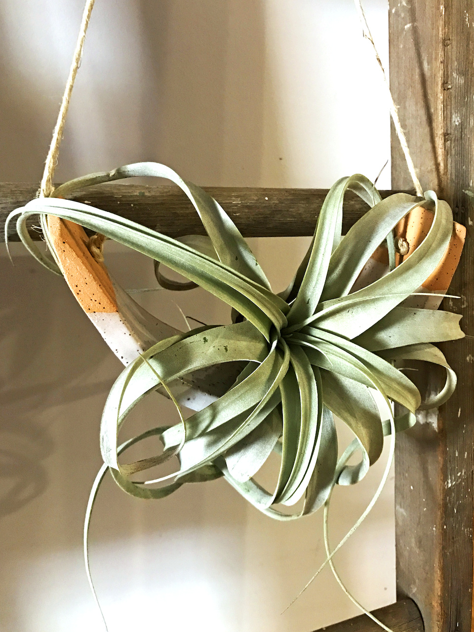 Air plants are great options for those with less square footage. air plant young blood boutique styleblueprint atlanta