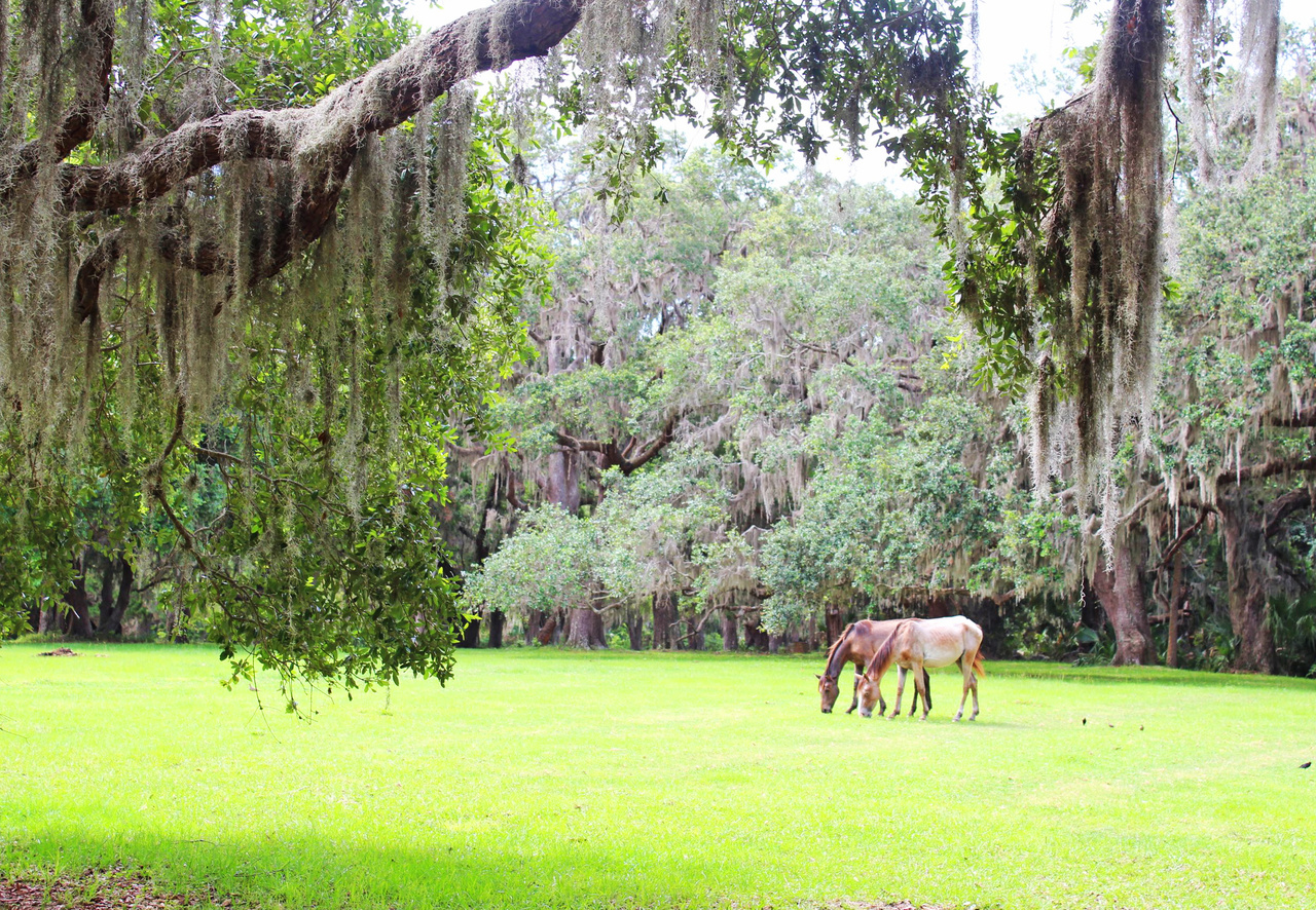 Feral horses (believed to have been originally brought by the Spanish) roam the property and island, doing their thing. Feral horses (believed to have been originally brought by the Spanish) roam the property and island, doing their thing.