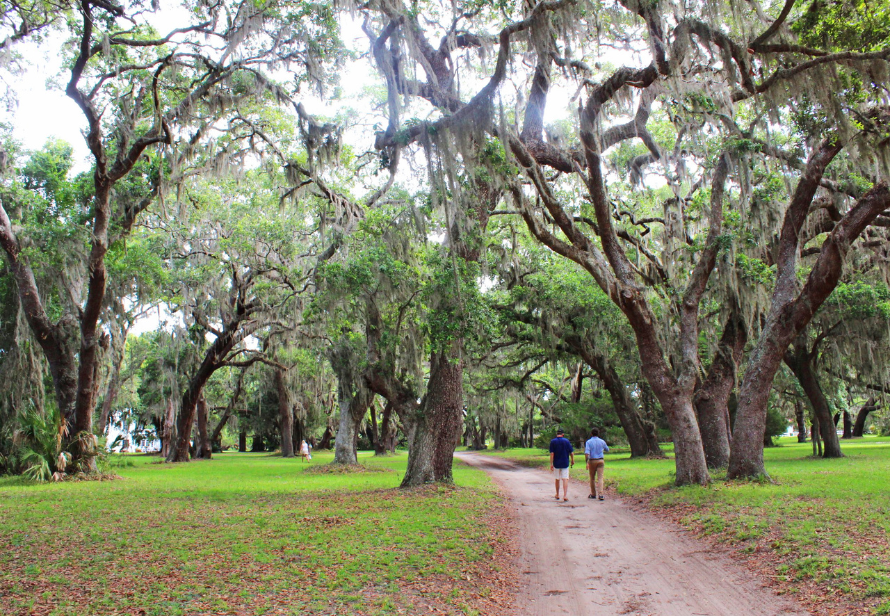 To get to the main house, guests meander through groves of live oak trees, known for their massive size and Spanish moss hanging from branches. To get to the main house, guests meander through groves of live oak trees, known for their massive size and Spanish moss hanging from branches.
