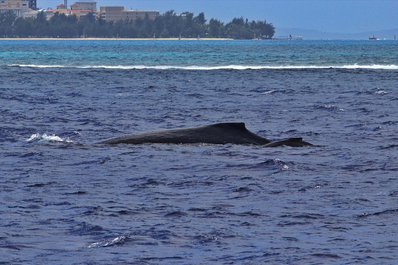 marianas humpback whale research presentation in