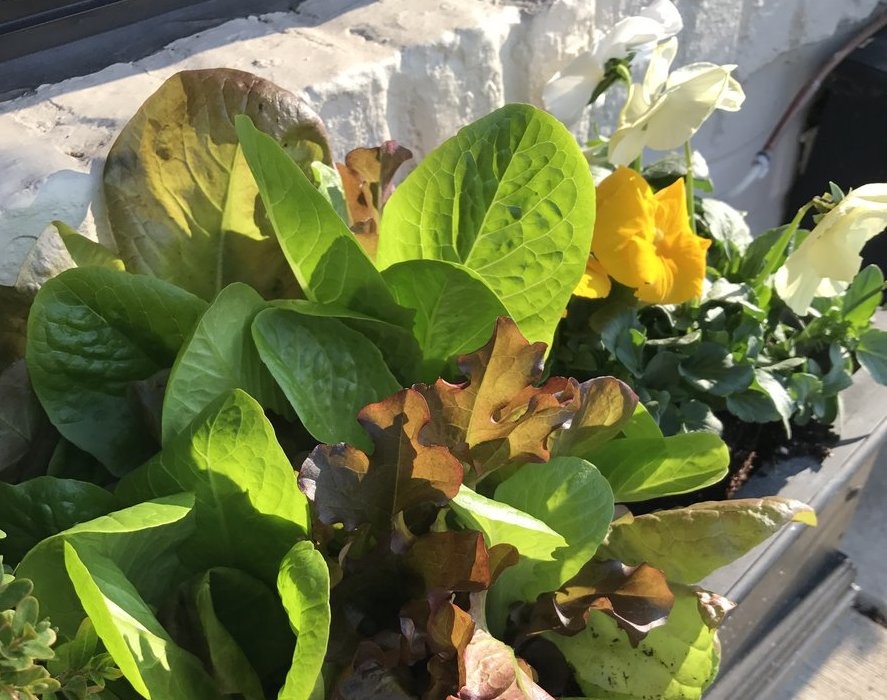 Bring green to your window box or container garden with a mix of edibles and annuals like this lettuce and pansy combination. | Image: Door Store and Window SB-Louisville-Door Store-Container Garden.jpg