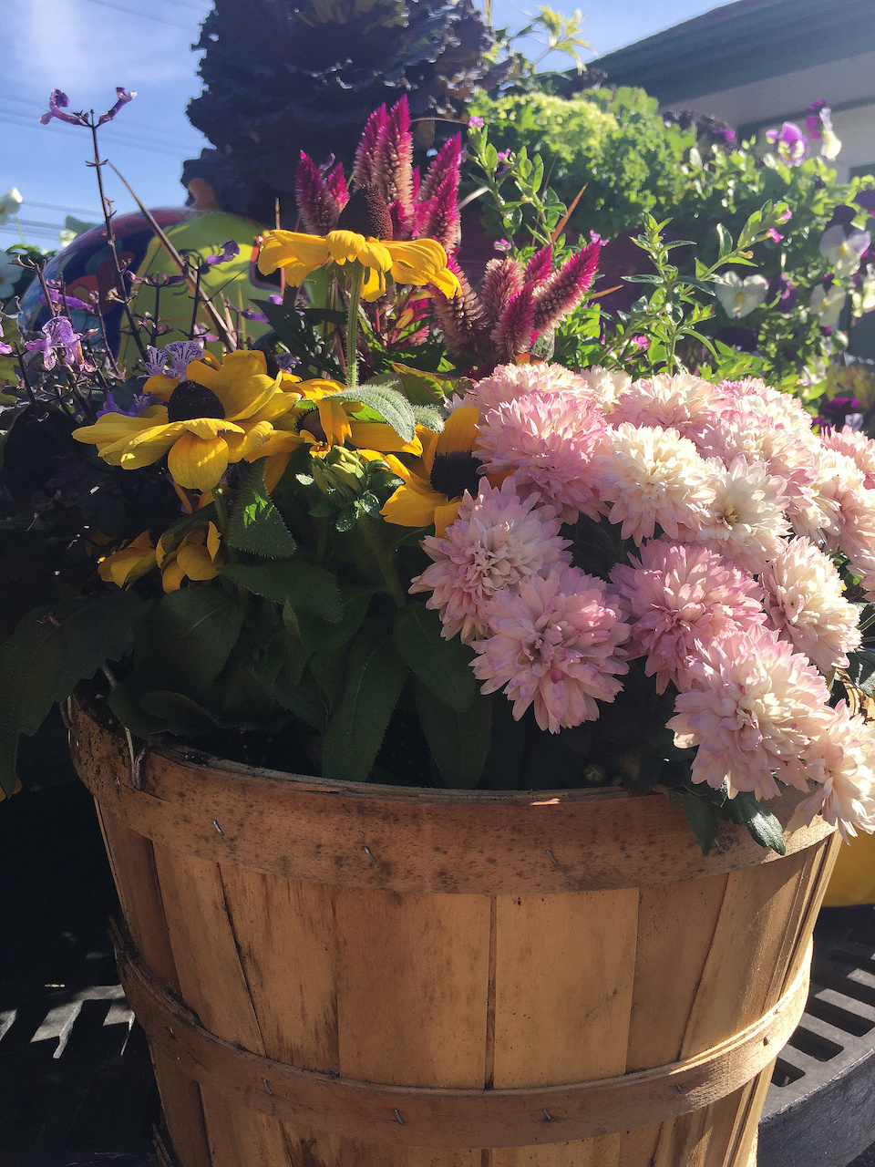 Flower basket from Stringer's Poplar Pointe Garden Center, $39.99 Flower basket from Stringer's Poplar Pointe Garden Center, $39.99