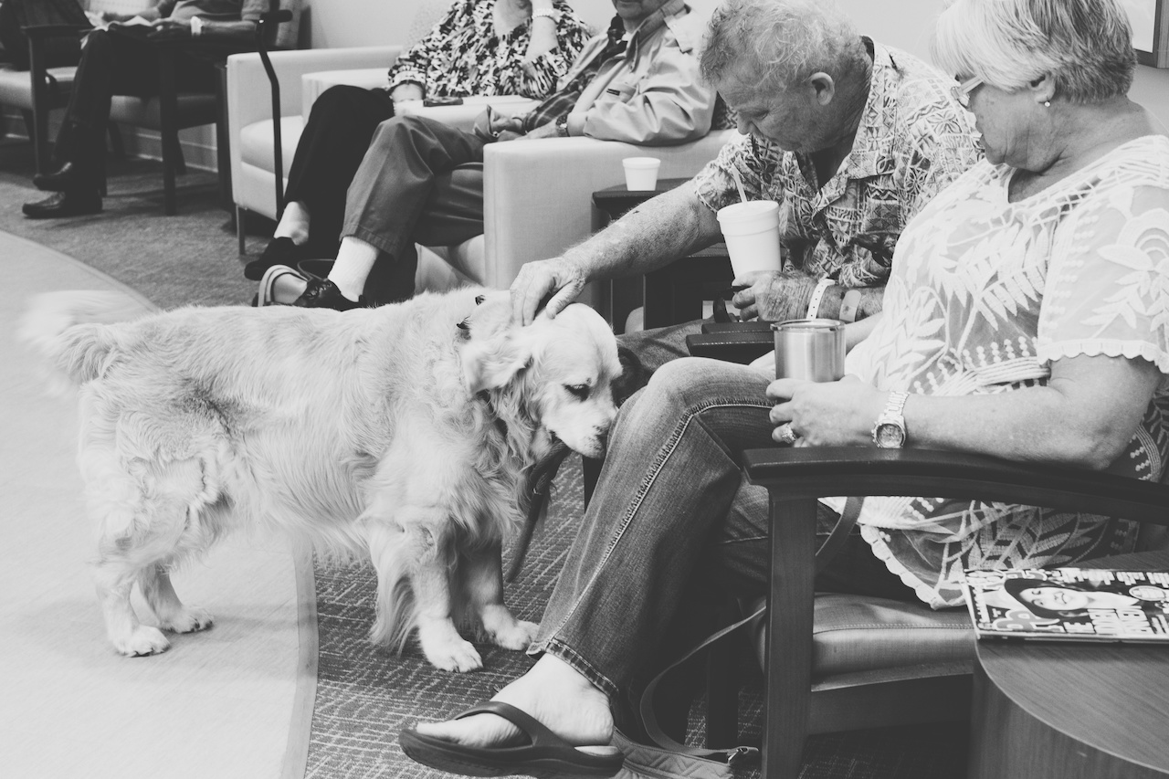 Therapy dogs bring families and patients at West Cancer Center much-needed distraction, as well as other benefits. Therapy dogs bring families and patients at West Cancer Center much-needed distraction, as well as other benefits.