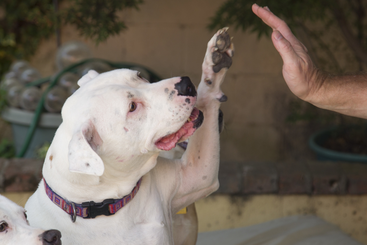 Big Stanley is a nine year-old rescue pup who is also the face of the Streetdog Foundation. Big Stanley is a nine year-old rescue pup who is also the face of the Streetdog Foundation.