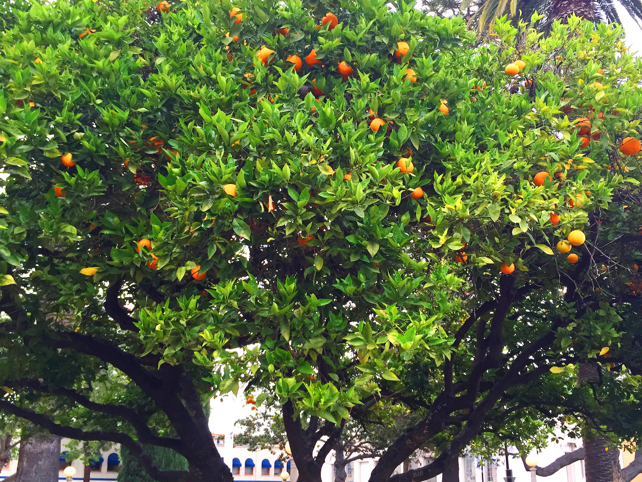 Huge orange trees dot the plaza and Old Towne Orange. Huge orange trees dot the plaza and Old Towne Orange.