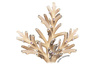 Species Illustration