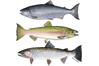 Species Illustration