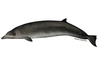 Species Illustration