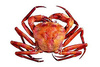 Species Illustration