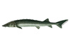 Species Illustration