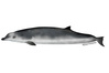Species Illustration