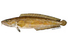 Species Illustration