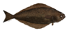 Species Illustration