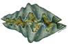 Species Illustration