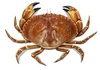 Species Illustration