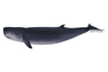 Species Illustration