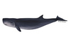 Species Illustration