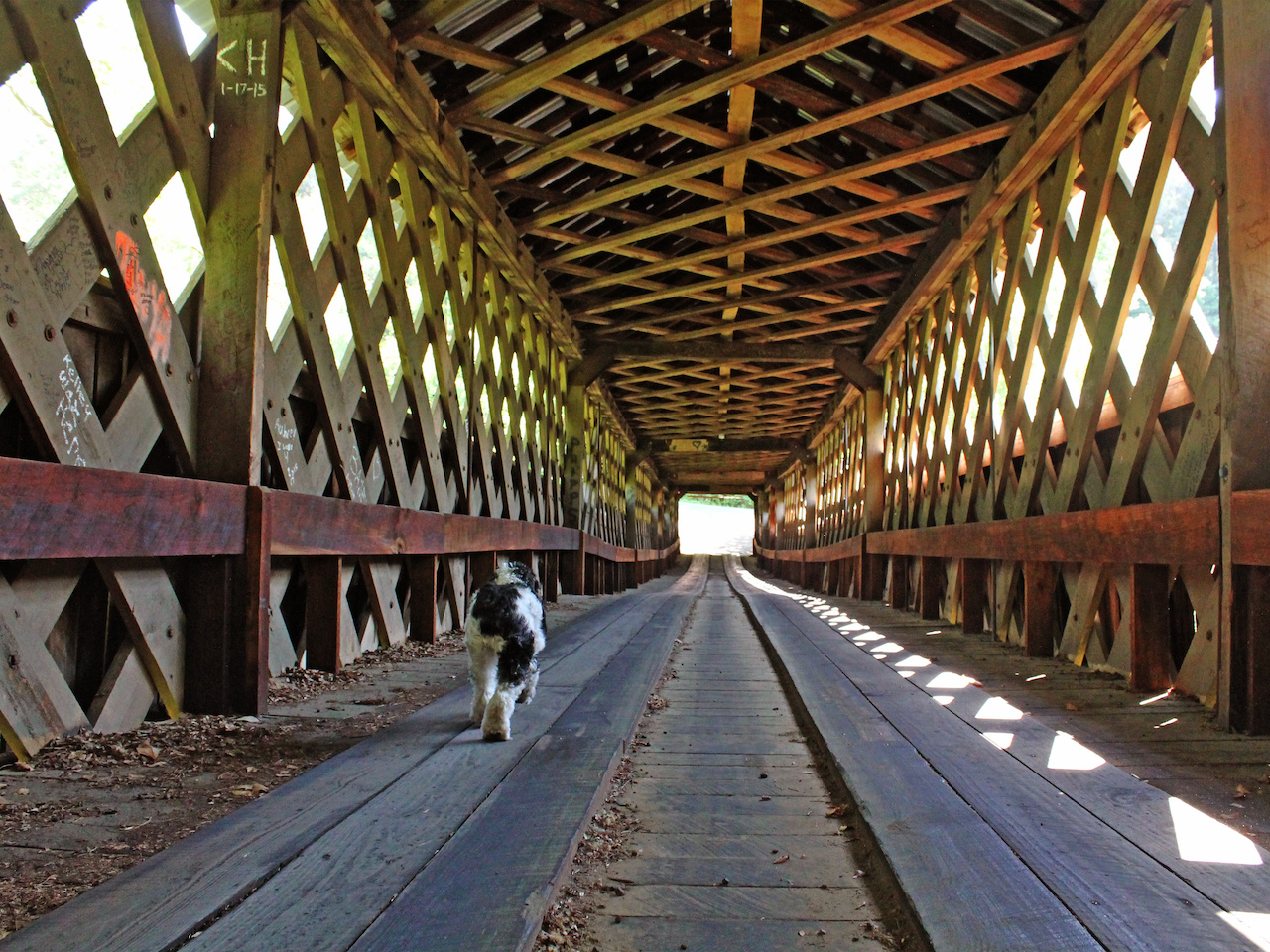 A furry friend explores the bridge. A furry friend explores the bridge.