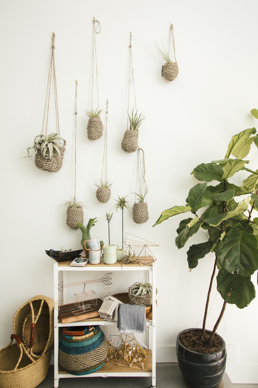 Baskets of hanging succulents adorn the walls of the store. Baskets of hanging succulents adorn the walls of the store.