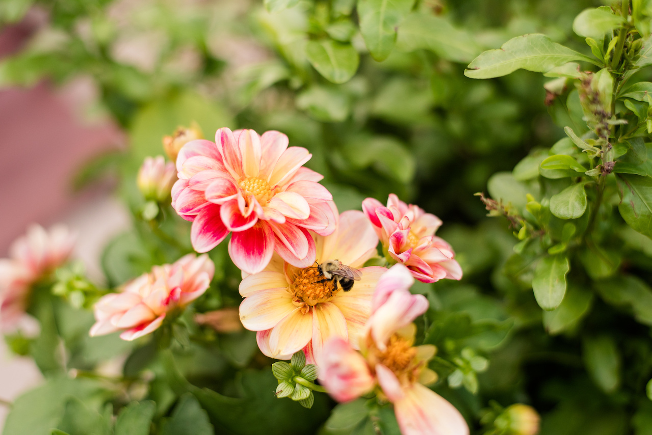 A bumblebee goes about his work among the dahlias. A bumblebee goes about his work among the dahlias.