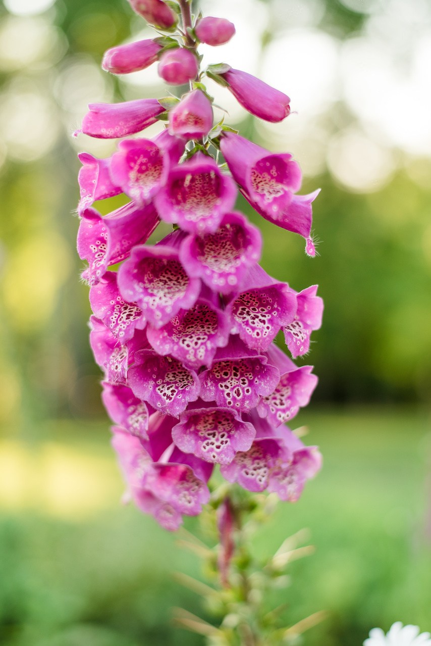 The abundance of mixed blossoms, which are thoughtfully maintained throughout the year, are meant to provide the homeowners with an array of flowers to cut for indoor arrangements. The abundance of mixed blossoms, which are thoughtfully maintained throughout the year, are meant to provide the homeowners with an array of flowers to cut for indoor arrangements.
