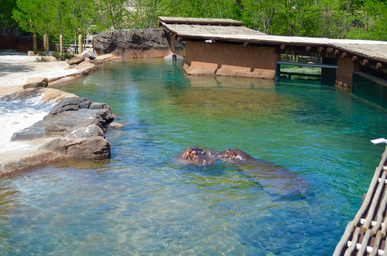 Happy, happy hippos at the new Zambezi exhibit! Happy, happy hippos at the new Zambezi exhibit!