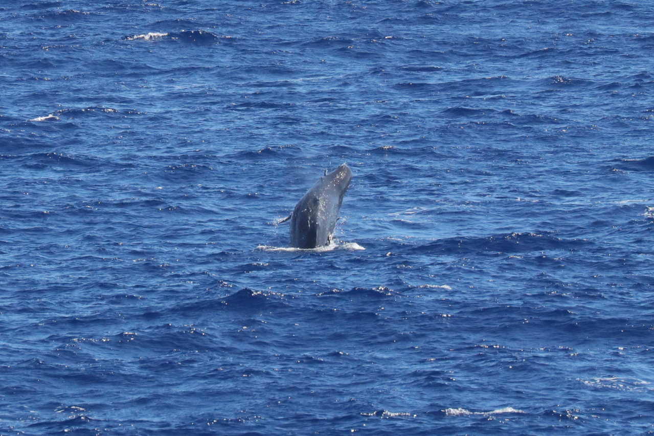 A sperm whale calf breaches, showing us it has several remoras on its body. Calves often appear to have more remoras than adults, maybe because they cannot dive as deep as adults. This calf may be attempting to dislodge the remoras. Photo: NOAA Fisheries/Andrea Bendlin.