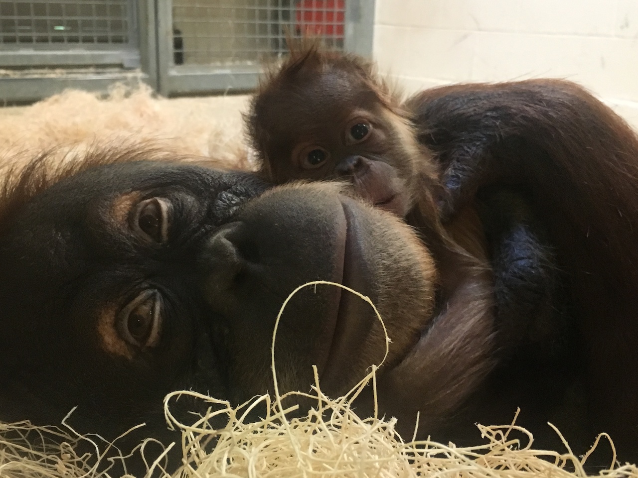 Too cute for words! Mama Jahe and baby Rowan at the Memphis Zoo Too cute for words! Mama Jahe and baby Rowan at the Memphis Zoo