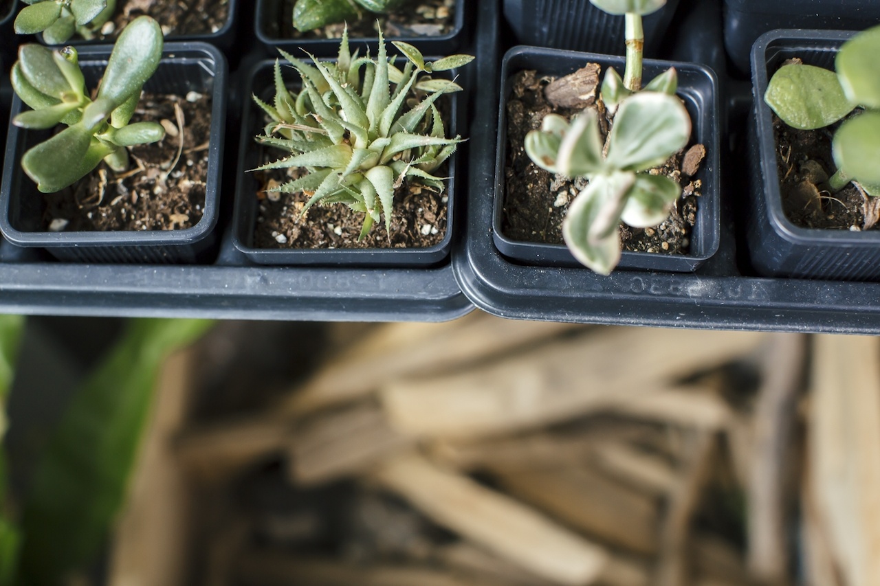 Pick a succulent, any succulent. Pick a succulent, any succulent.