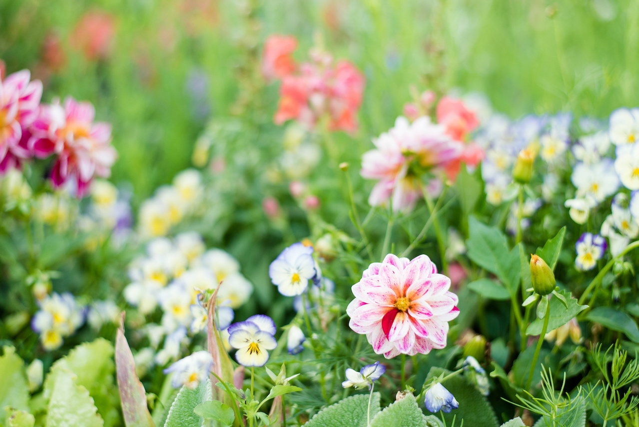 Wild beauty among the perfectly coiffed gardens Wild beauty among the perfectly coiffed gardens