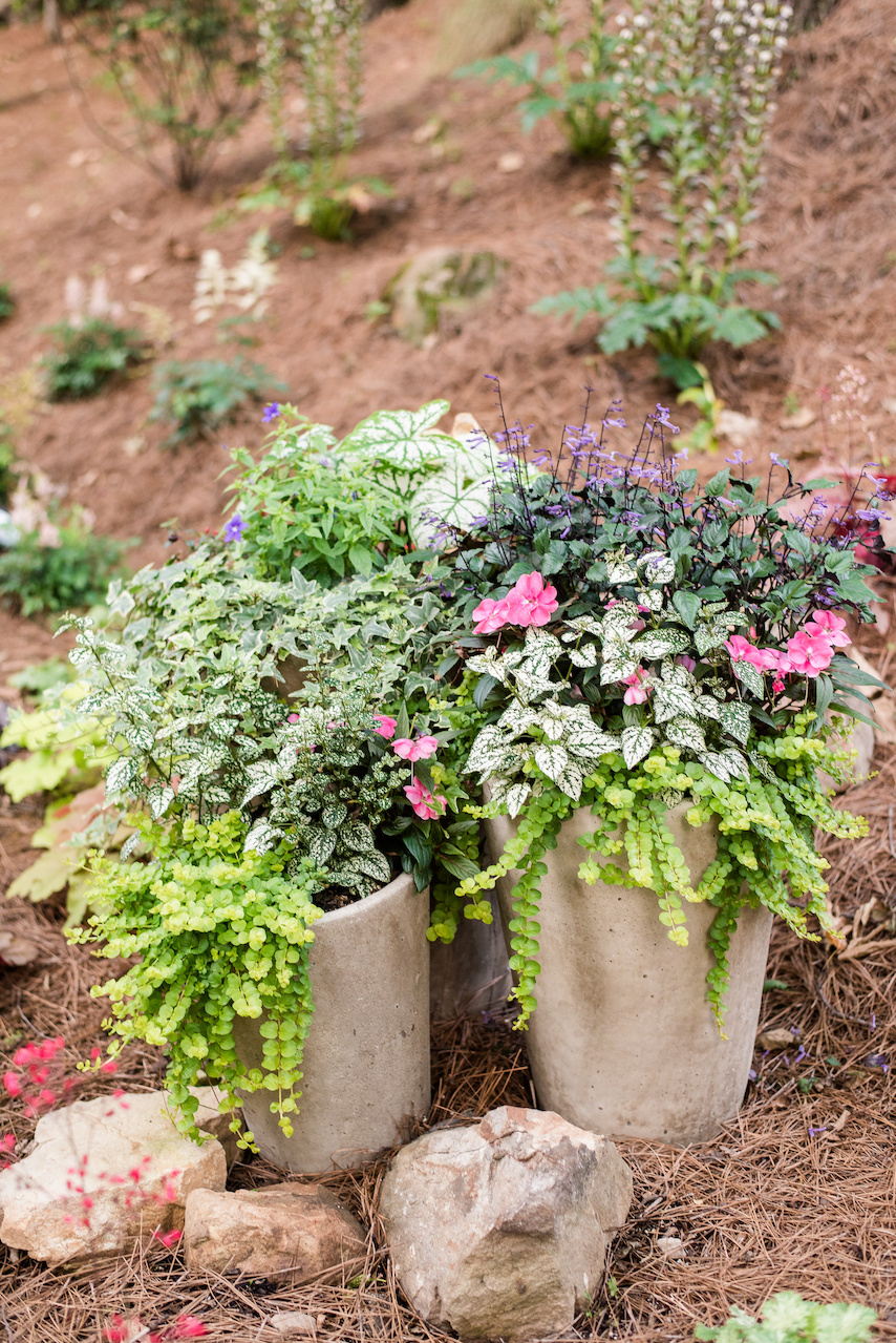 Pots along the walkway are filled with Mona lavender, creeping jenny, new guinea impatiens and hypostestes. Pots along the walkway are filled with Mona lavender, creeping jenny, new guinea impatiens and hypostestes.
