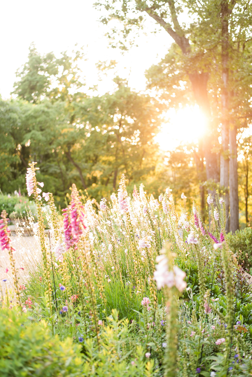 The foxglove salute the setting sun. The foxglove salute the setting sun.