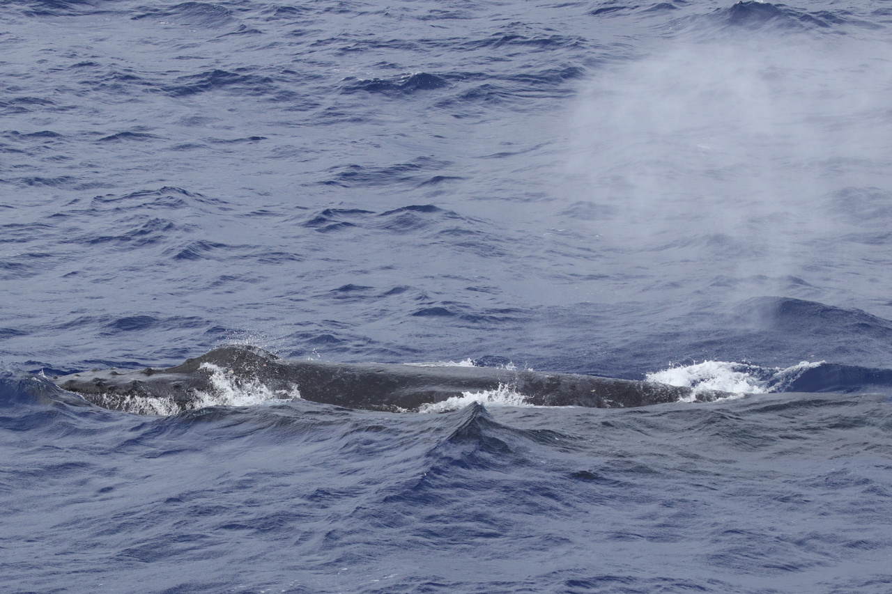 Humpback whales remain one of our most commonly sighted species, making up over 50% of our sightings so far. Photo: NOAA Fisheries/Marie Hill.