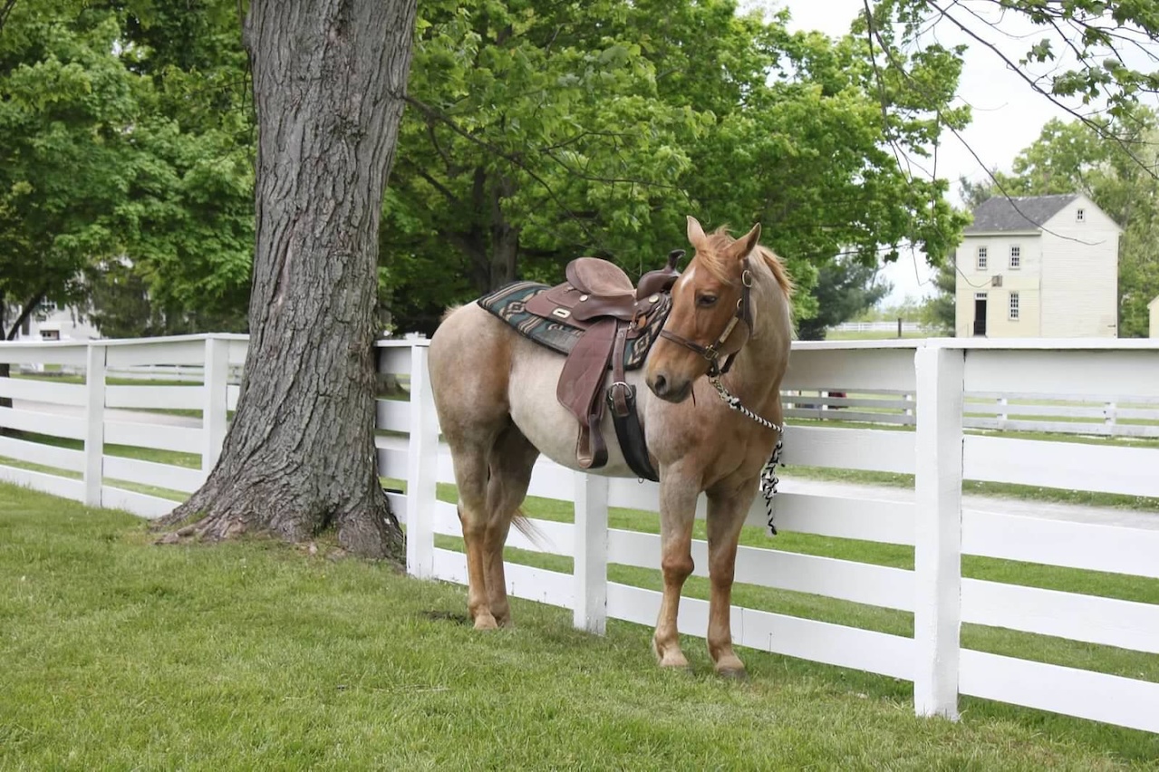 so sweet! three great daytrips
