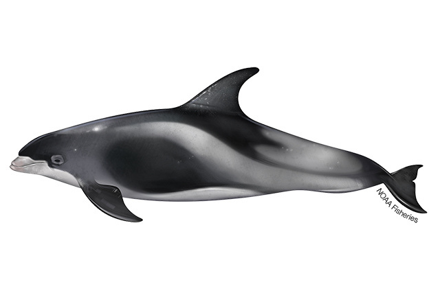 White-beaked dolphin illustration