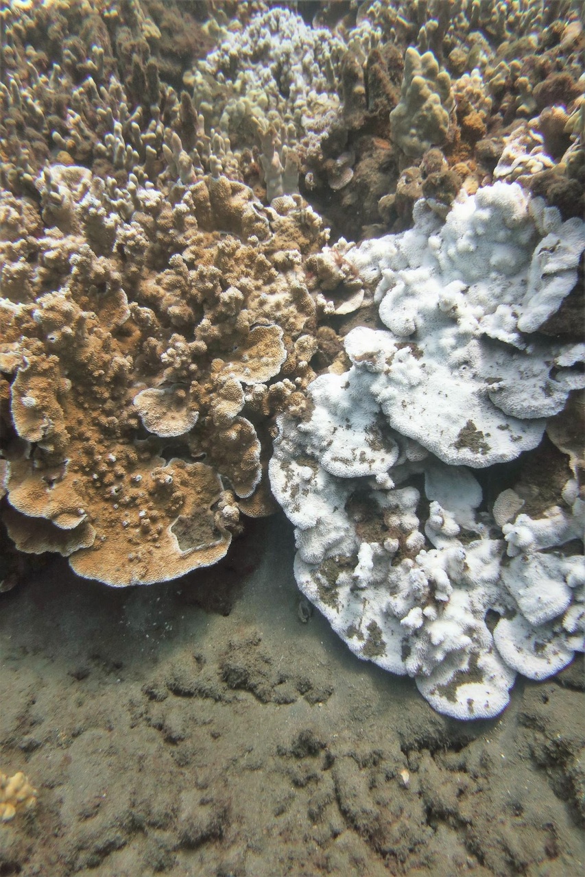 Healthy (left) and bleached (right) Montipora capitata colonies just offshore of Lahaina.