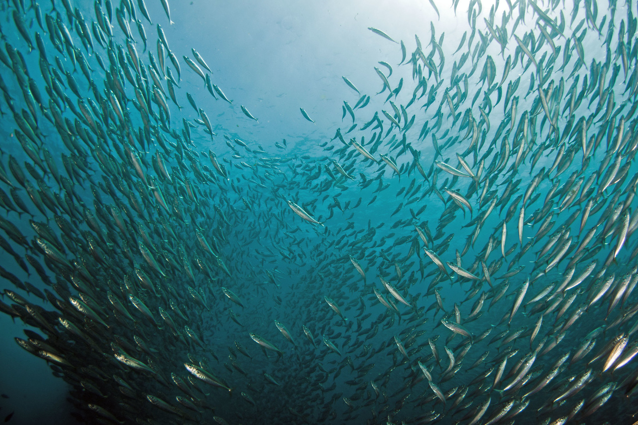 Jack mackerel schooling around Ship Rock