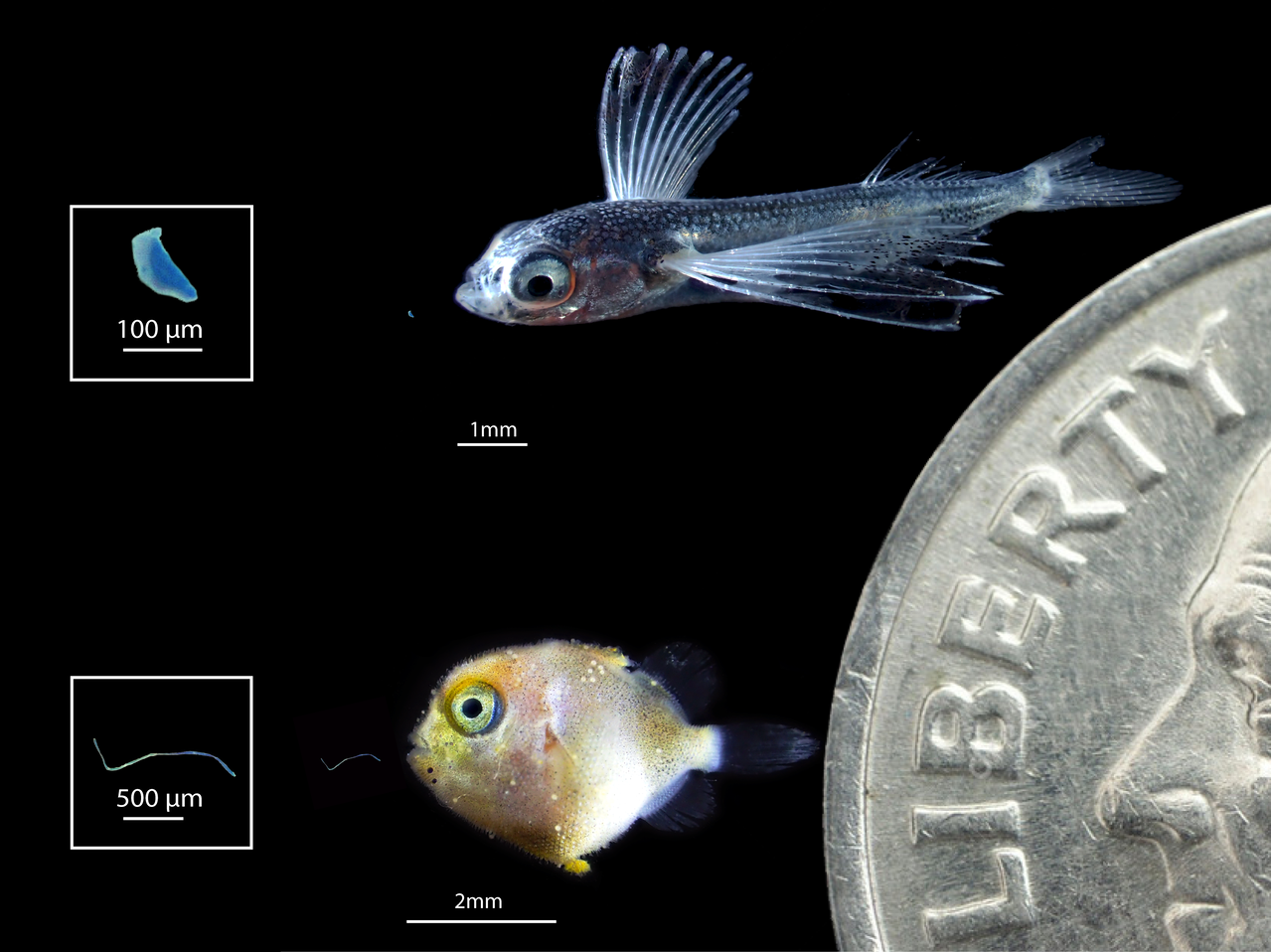 Larval flying fish (top) and triggerfish (bottom) with magnified plastics that fish ingested (left). Dime shown for scale. Photo: NOAA Fisheries/Jonathan Whitney.