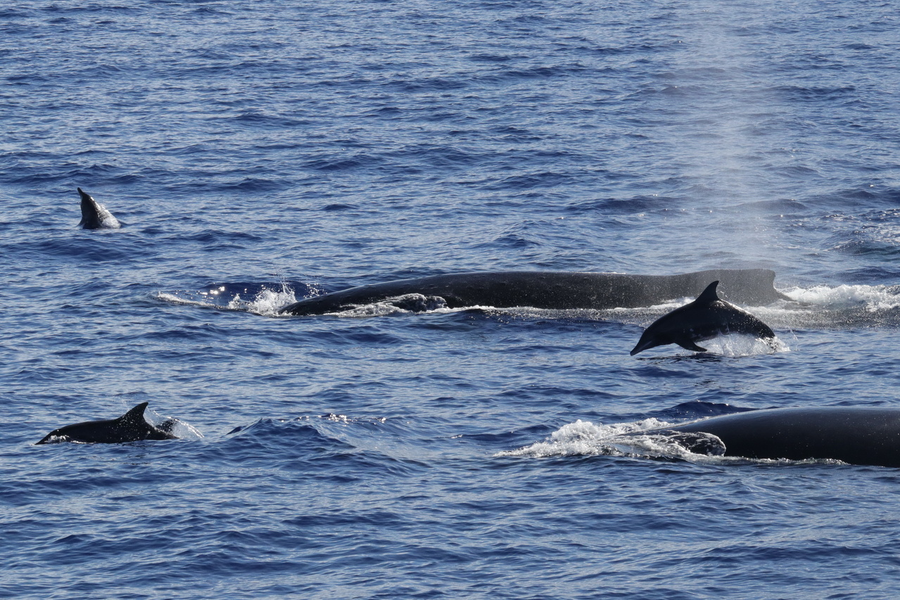 Rough-toothed dolphins swim circles around a group of humpback whales near Penguin Bank. Photo: NOAA Fisheries/Andrea Bendlin.