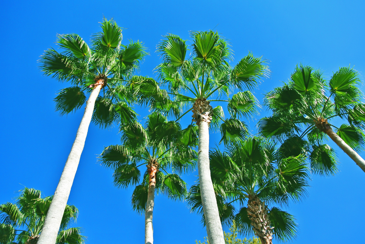 Palm trees in Orlando, FL