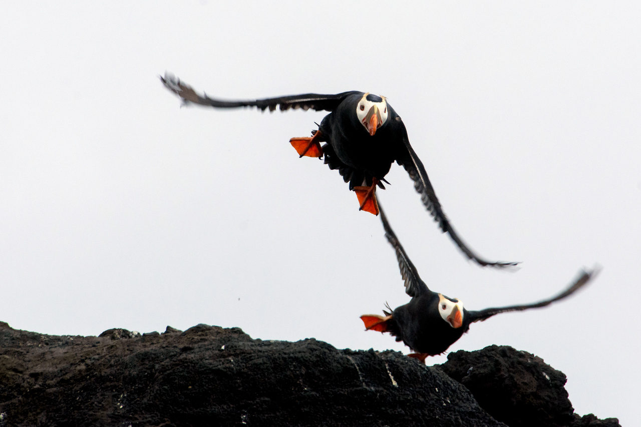 Tufted puffins on Bogoslof Island.