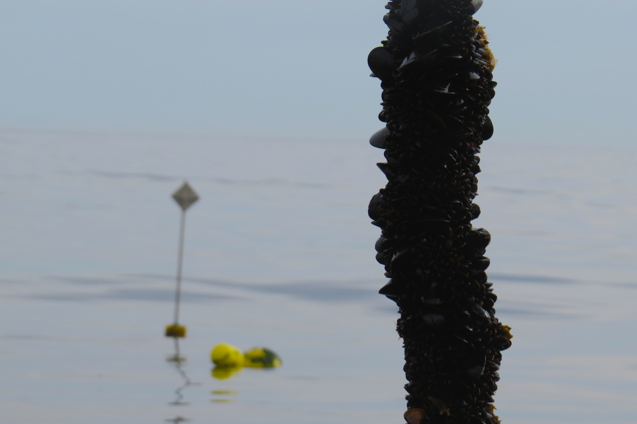 Northeast Offshore Mussel Farming Would Contribute to American Seafood