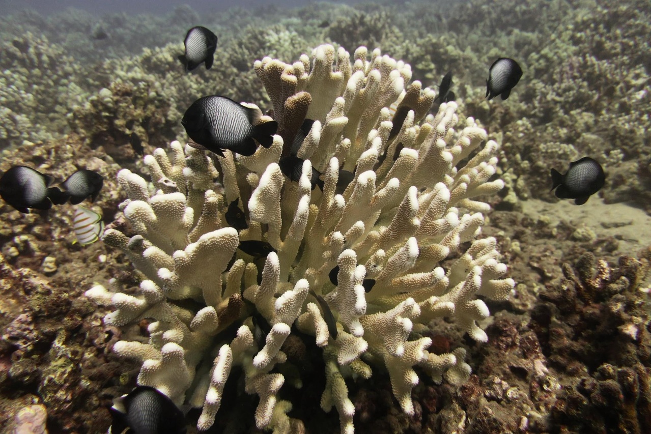 Dascyllus albisella shelter in the branches of a Pocillopora grandis colony showing early signs of paling.