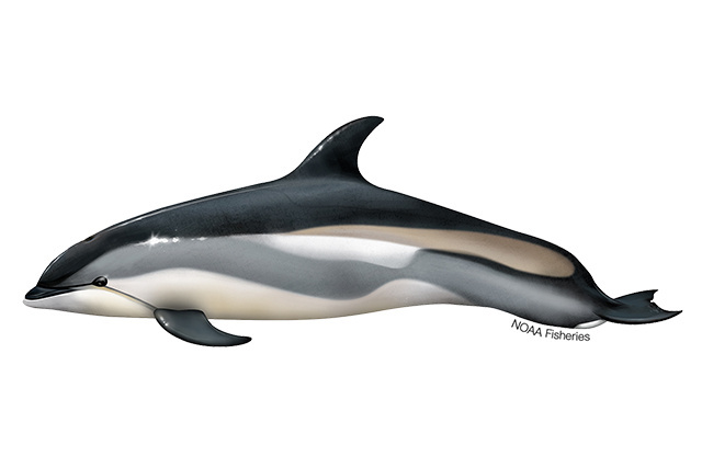 Atlantic white-sided dolphin illustration