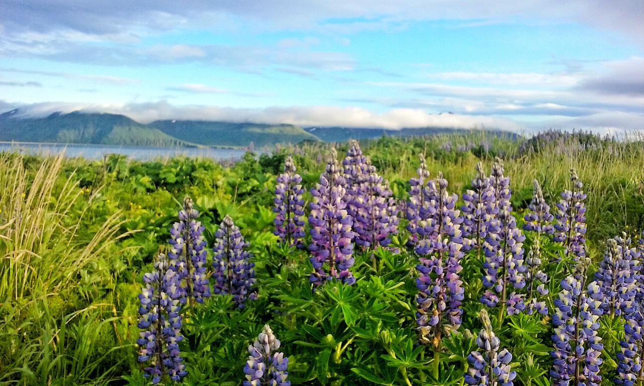 Lupines along the road in Dutch Harbor.