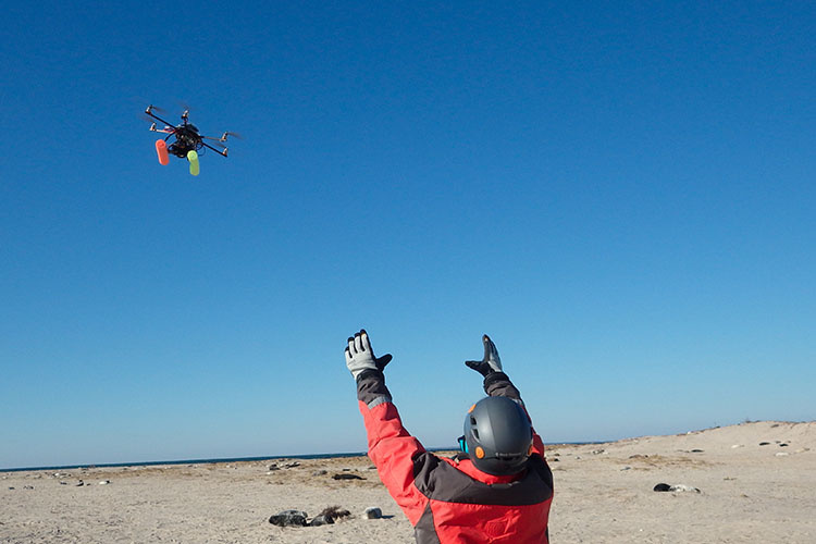 researcher releasing drone above seals on beach