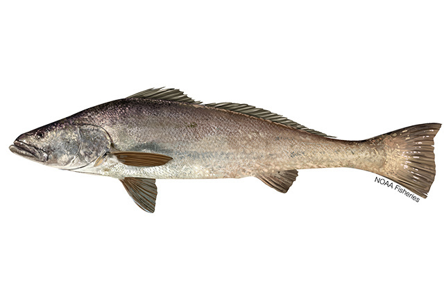 Totoaba illustration