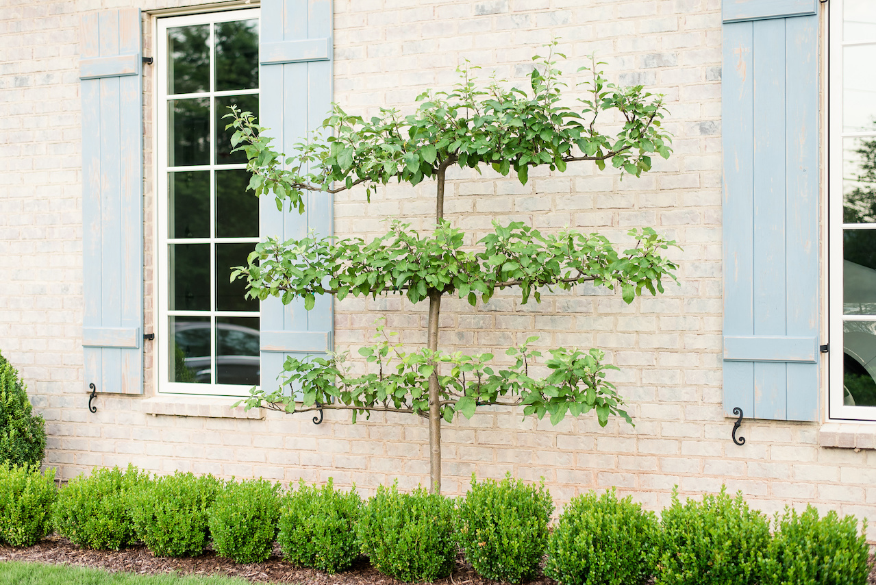 The front of the house features three espalier apple trees, which are dripping with fresh apples in the summer. The front of the house features three espalier apple trees, which are dripping with fresh apples in the summer.