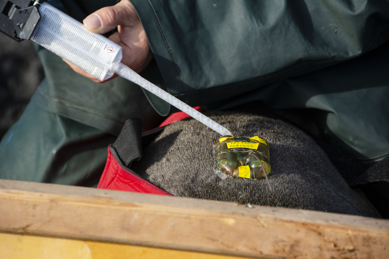 Placing satellite tag on female fur seal.
